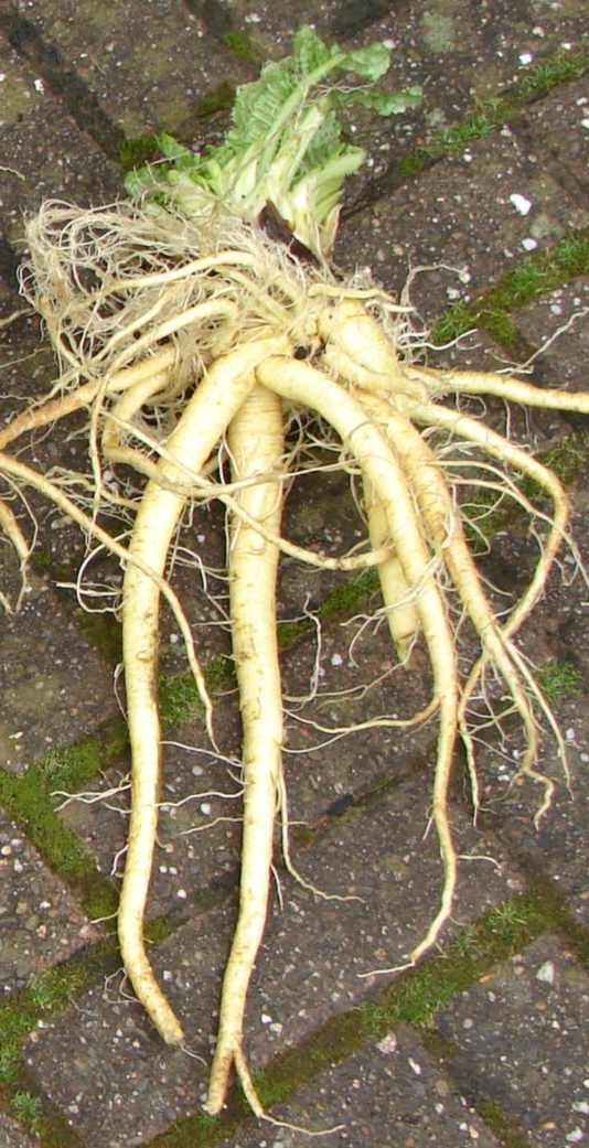 clean roots of the teasel (Dipsacus sativus)