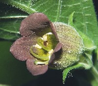 Atropa belladonna (Schwarze Tollkirsche) - fotoquelle http://www.commons.wikimedia.org/wiki/File:Atropa_belladonna_220605.jpg?uselang=de