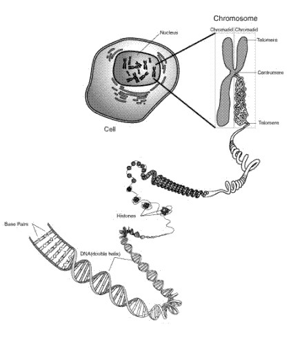 http://www.genome.gov//Pages/Hyperion//DIR/VIP/Glossary/Illustration/chromosome.cfm