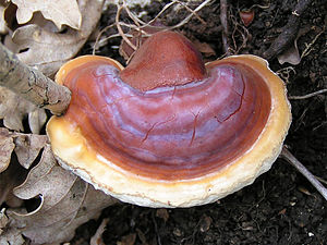 Reishi Pilz