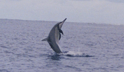 spinner delphin