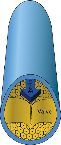 fotoquelle - http://upload.wikimedia.org/wikipedia/commons/e/e6/Veincrosssection.png