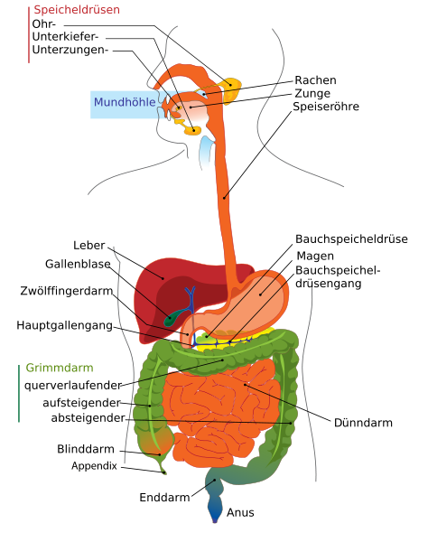 fotoquelle http://commons.wikimedia.org/wiki/File:Digestive_system_diagram_en.svg