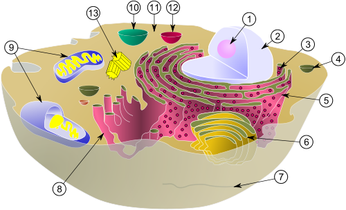 graphik-quelle http://commons.wikimedia.org/w/thumb.php?f=Biological%20cell.svg